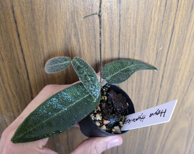 Hoya hypolasia
