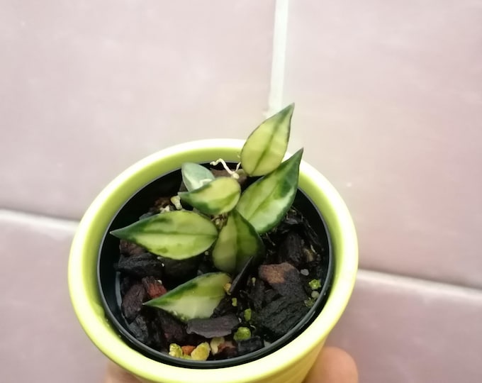Hoya lacunosa variegata