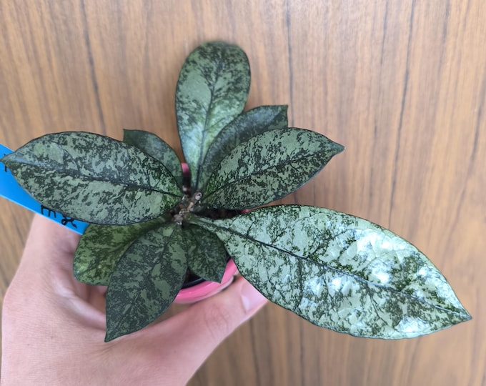 Hoya crassipetiolata High Splash