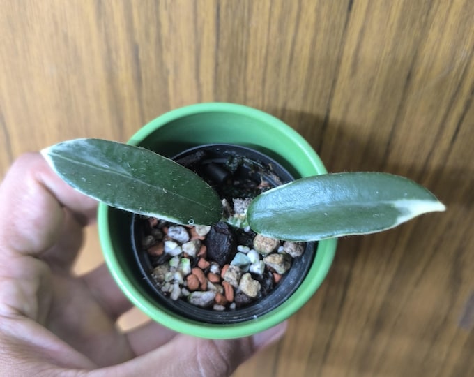 Hoya Lyi Prism Albomarginata