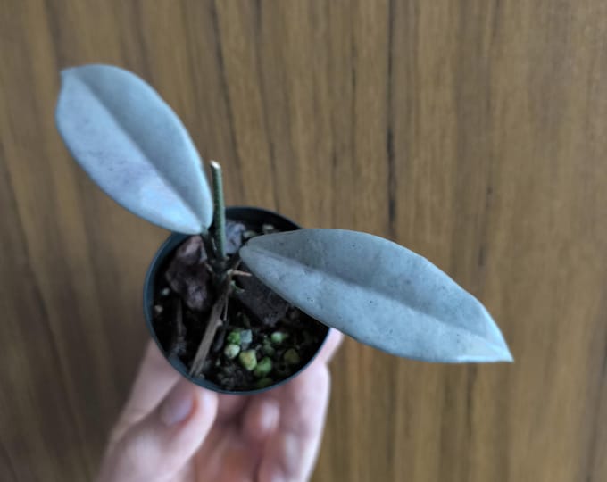 Hoya Carnosa Wilbur Graves Silver