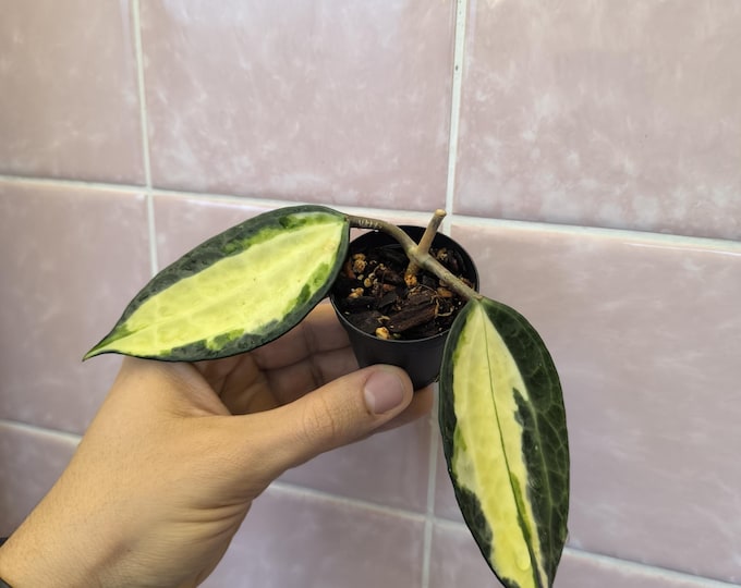Hoya latifolia variegata Pot of Gold