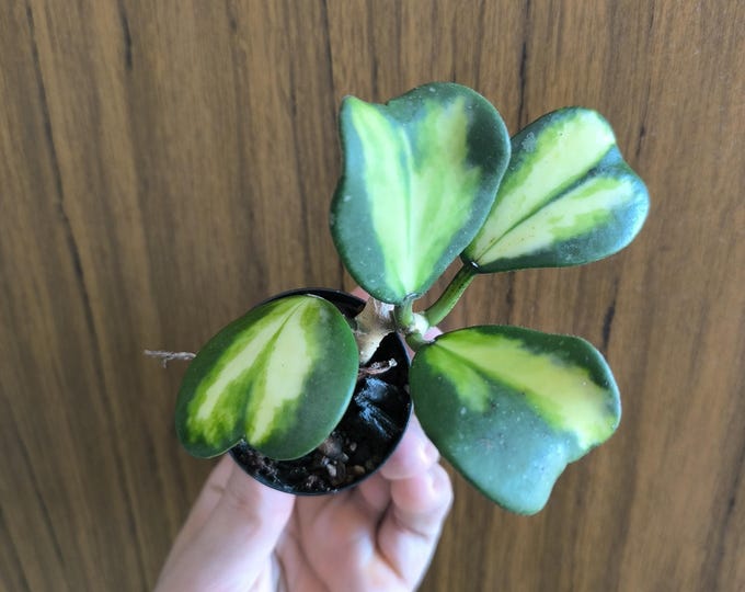 Hoya kerrii New Moon