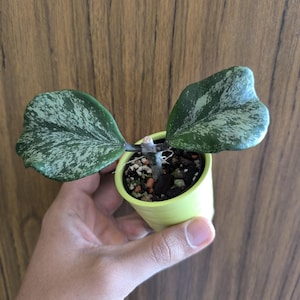 Könnte beinhalten: Eine kleine Topfpflanze mit zwei großen, herzförmigen Blättern. Die Blätter sind dunkelgrün mit weißer Panaschierung. Der Topf hat eine leuchtend gelbe Farbe. Die Pflanze wird in einer Hand vor einem Holzgrund gehalten.