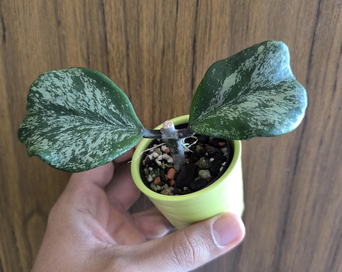 Hoya Obovata Super Splash