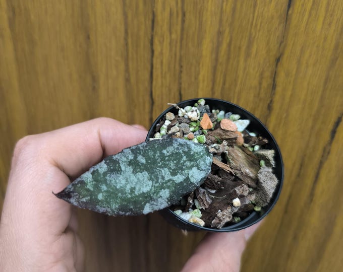 Hoya Caudata Gold