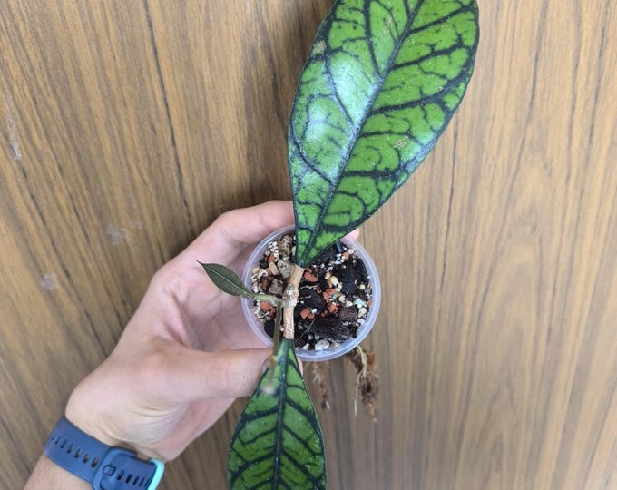 Hoya Callistophylla Zebra
