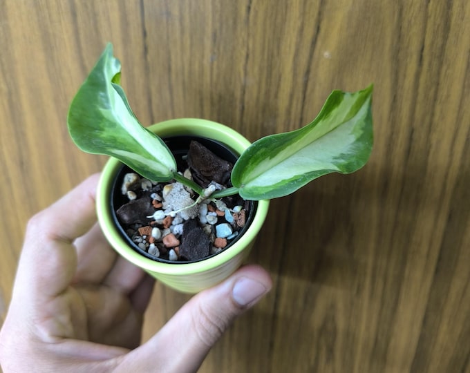 Hoya kenejiana Variegata