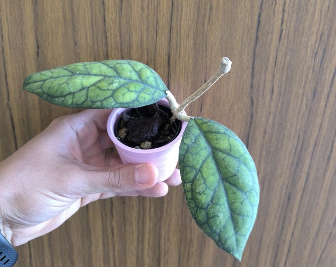 Hoya Irina