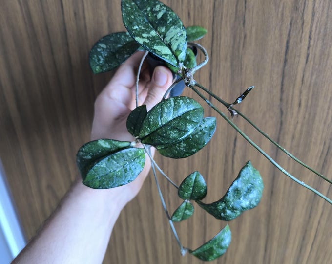 Hoya Crassipetiolata Splash