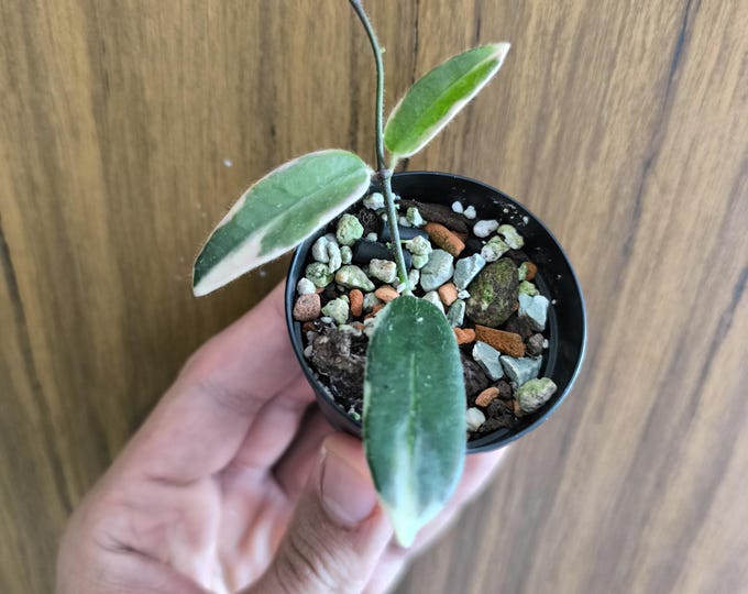 Hoya Lyi Prism Albomarginata