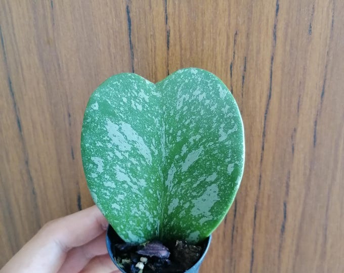 Hoya kerrii Splash