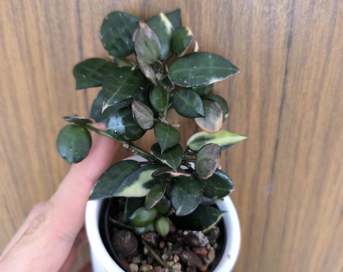 Hoya Lacunosa Asami Albo