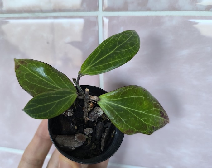Hoya MPR IML 1866