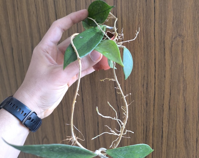 Hoya Jennifer
