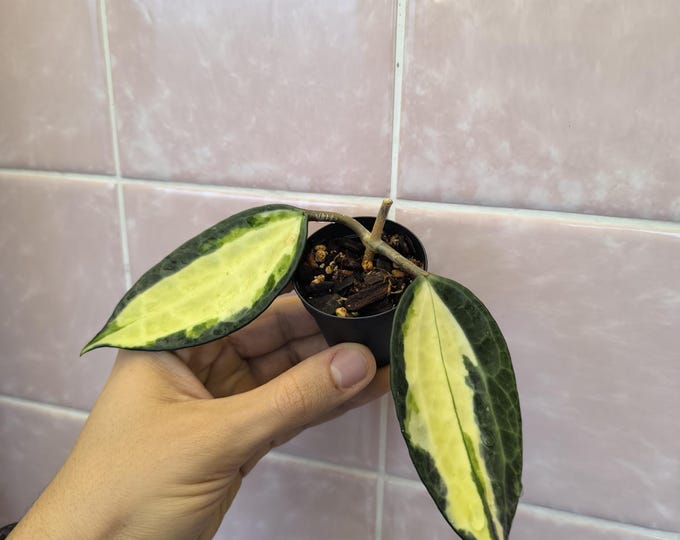 Hoya Macrophylla Variegata Pot of Gold