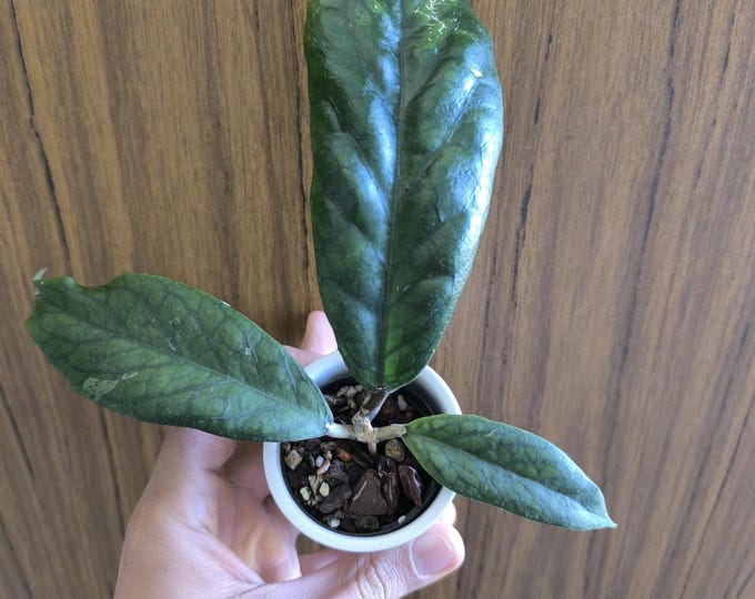 Hoya Vitellinoides