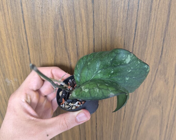 Hoya cv. Priktai AH 027