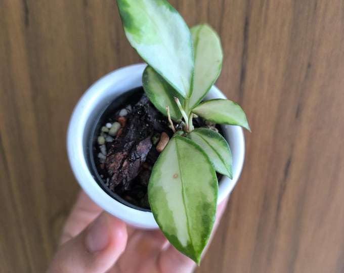Hoya Walliniana Variegata