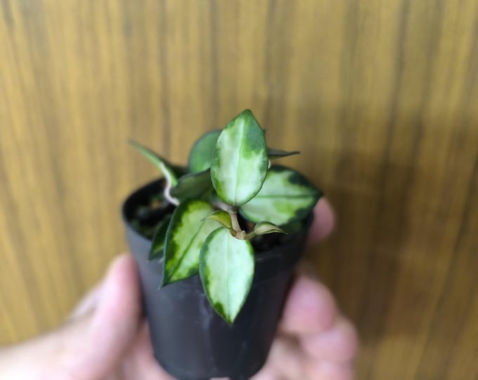 Hoya Lacunosa Tricolor Bruno