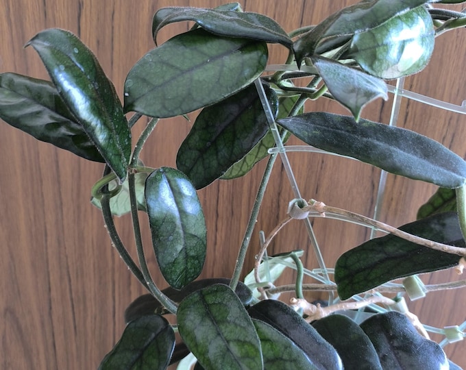 Hoya Villosa Globulosa