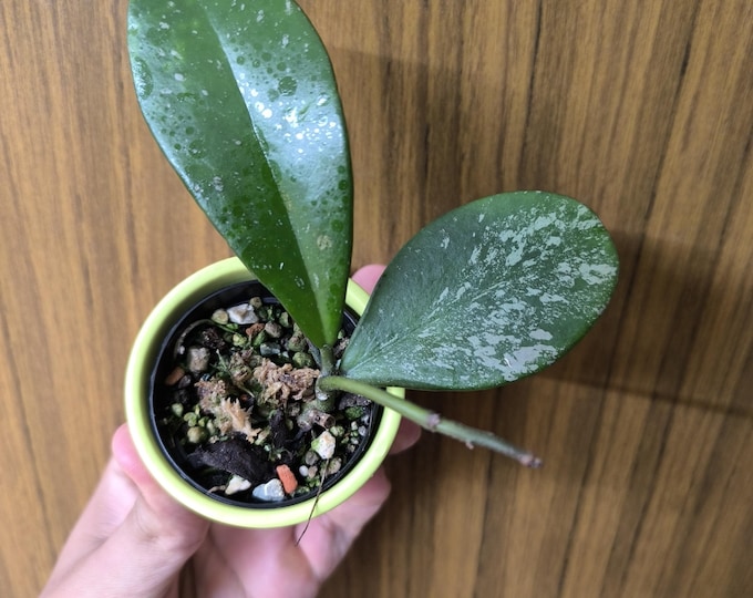 Hoya AH 0001 Milli
