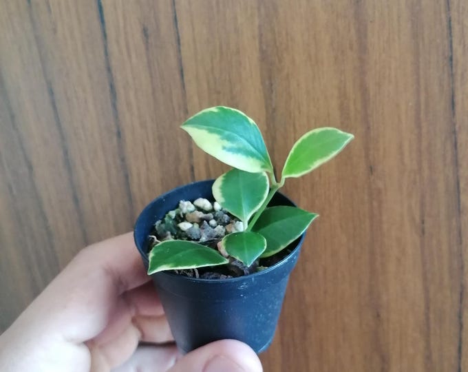 Hoya Heuschkeliana Albomarginata
