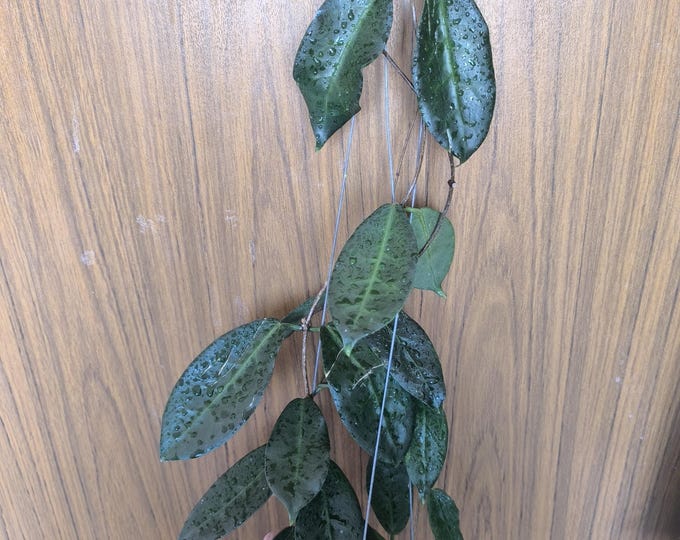 Hoya Piestolepis NS 16-002