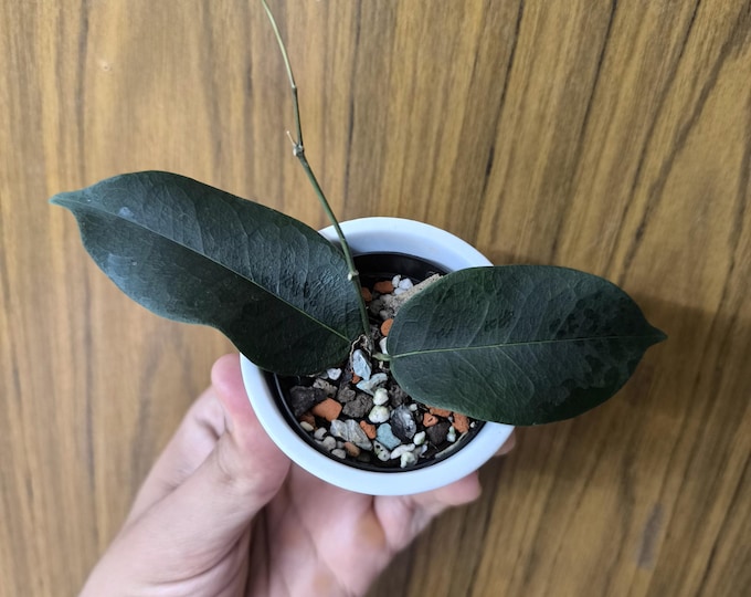 Hoya Evelinae