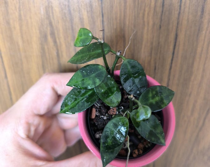Hoya lacunosa Amarillo