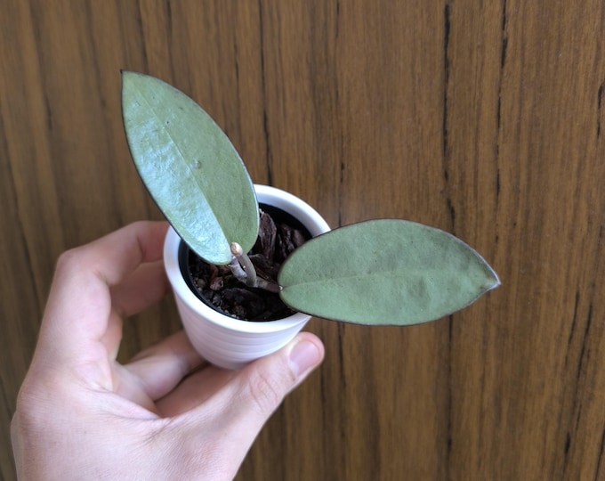 Hoya Silver Dollar AB 1405