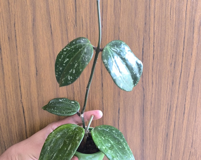 Hoya Ra-ngae Splash