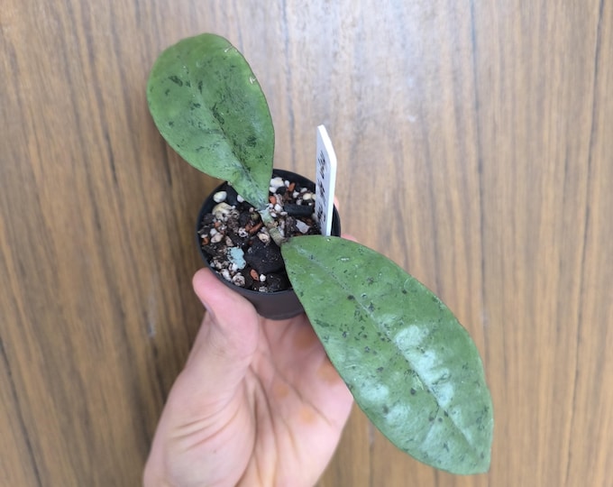 Hoya Affe Forbesii Silver