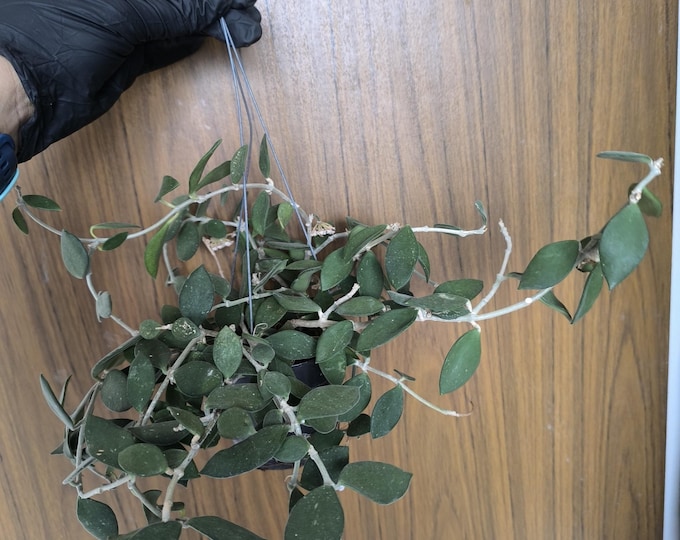 Hoya Nummularioides Yellow corona