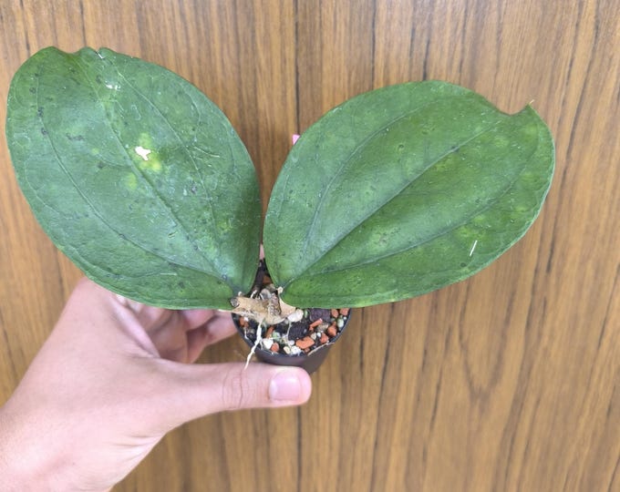 Hoya sp. Lambii