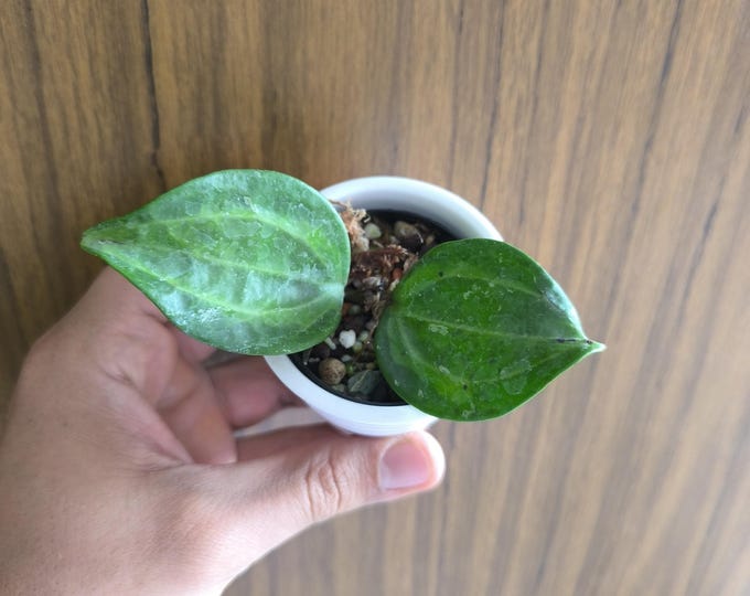 Hoya Macrophylla baibua