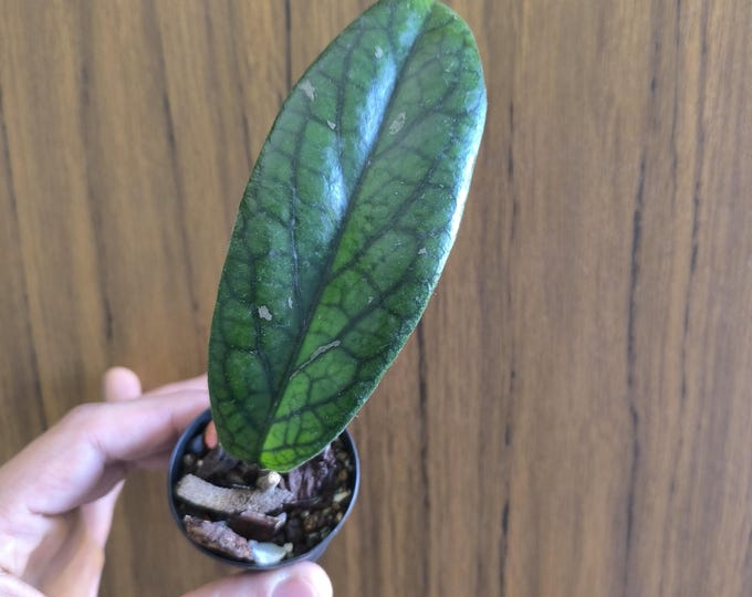 Hoya Vitellinoides