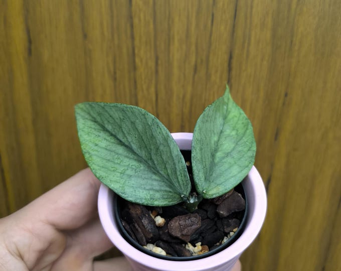 Hoya Polyneura Brogeta Silver