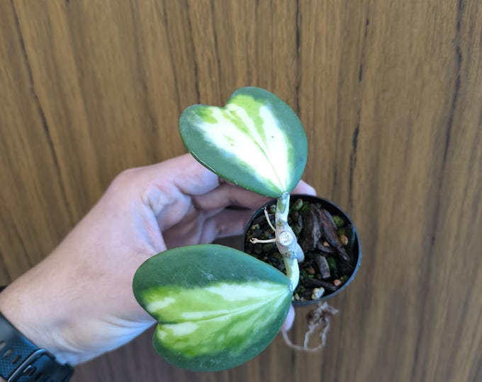 Hoya kerrii New Moon