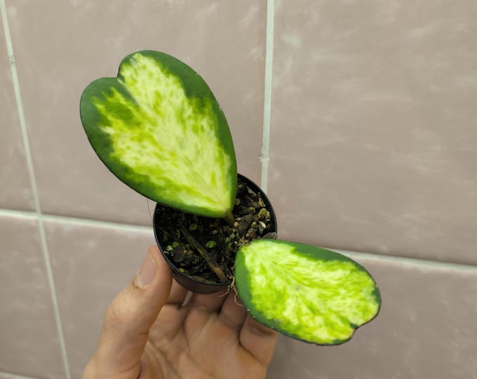 Hoya kerrii Spot Center
