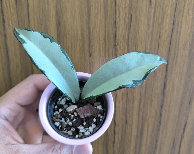 Hoya AH 074