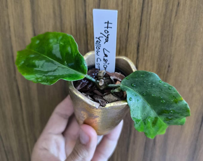 Hoya Deykei