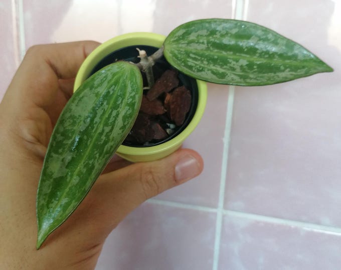 Hoya Rangsan splash