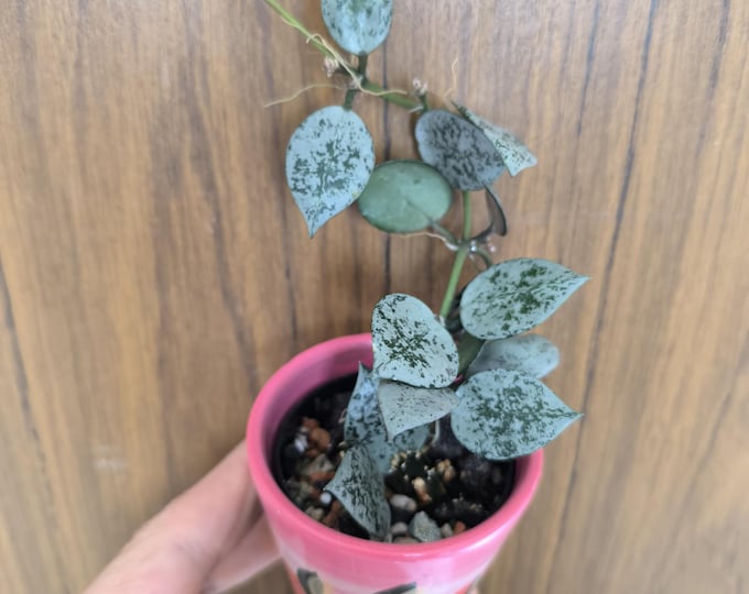 Hoya lacunosa White Pearl