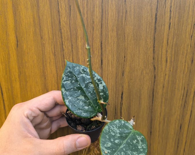Hoya Parasitica splash