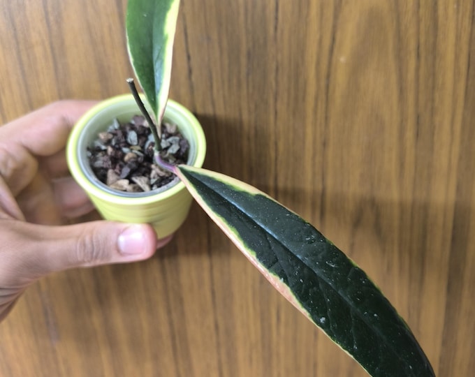 Hoya Sulawesiana Albomarginata
