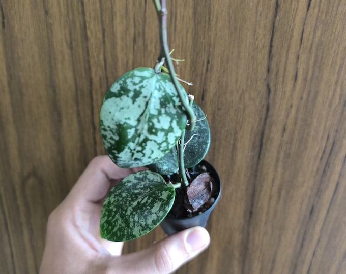 Hoya Parasitica Splash