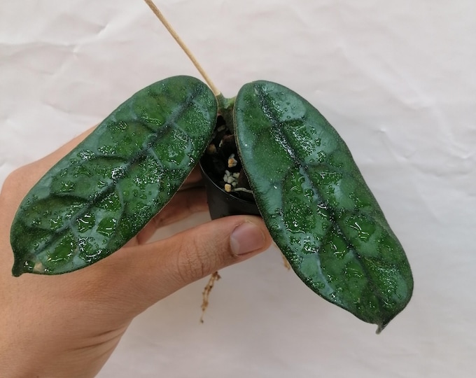 Hoya Villose Cao Dang