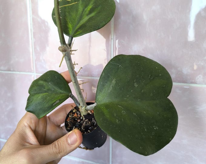 Hoya Kerrii ‘reverse variegata