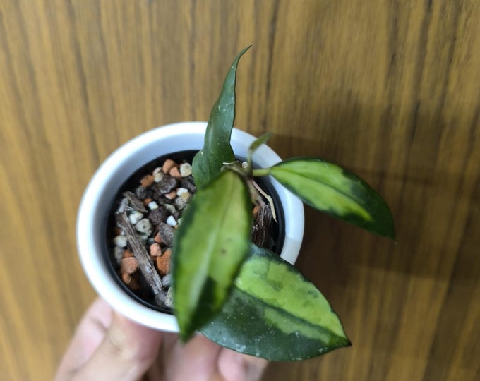 Hoya Walliniana Variegata